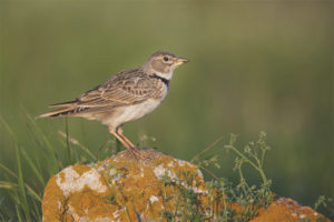 Alouette des steppes