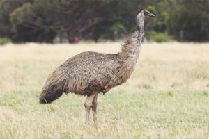 Avestruz emu