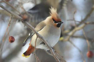 waxwing