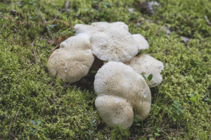 Champignon de mouton