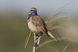 Bluethroat