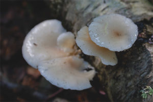 Champignon pulmonaire