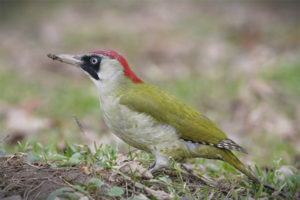 Pájaro carpintero verde