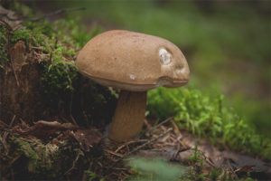 Champignon Gall