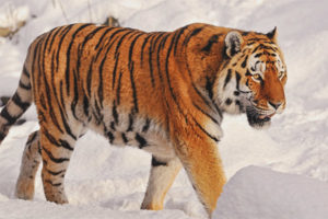 Tigre de amur