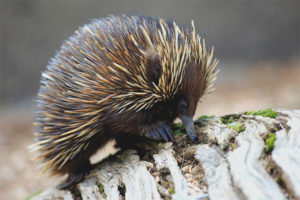 Echidna australienne