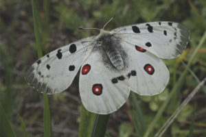 Mariposa apolo