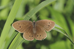 Caléndula Mariposa