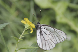 Mariposa blanca