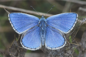 Mariposa Lycaenidae