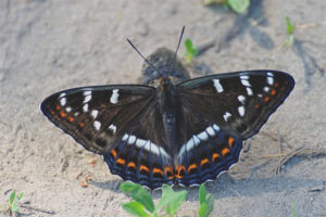 Cinta mariposa