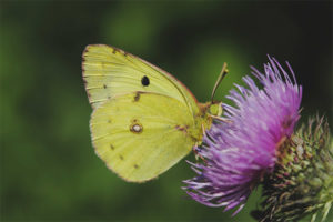 Mariposa de limoncillo