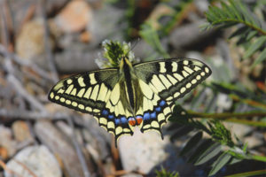 Rama-rama Swallowtail