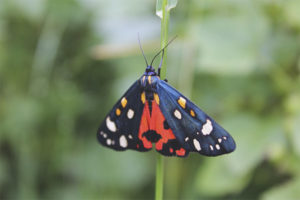 Papillon plongeur