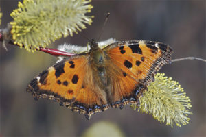 Flor de mariposa