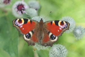 Oeil de paon papillon