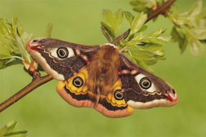 Mariposa pavo real