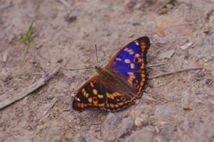 Mariposa polilla