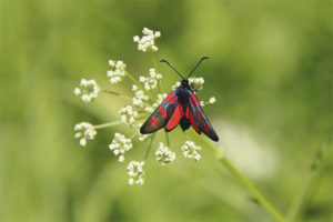 Mottled butterfly