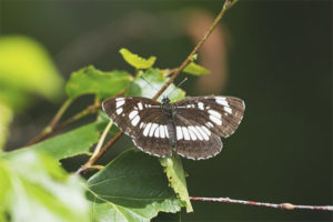 Mariposa mariposa