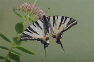 Podalirium de mariposa