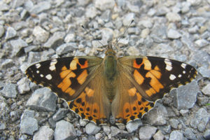 Butterfly thistle