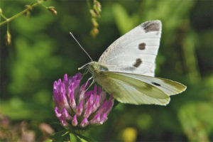 Mariposa