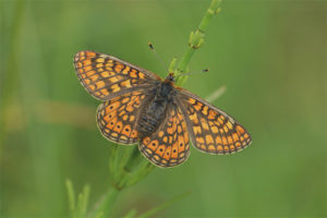 Dibujante de mariposas