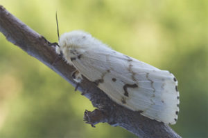 Mariposa Gusano De Seda