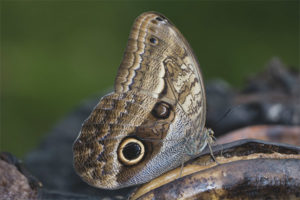 Mariposa buho