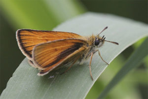 Cabeza de mariposa