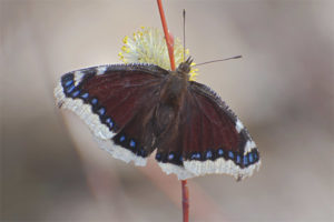 Luto de la mariposa