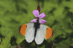 Amanecer de mariposa