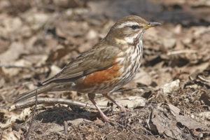 redwing