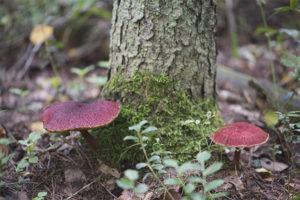 Boletin Swamp