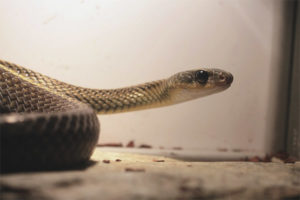 Serpiente de ojos grandes