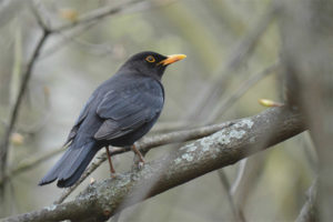 Burung Hitam