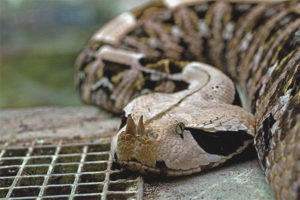 Vipera del Gabon