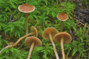 Marais de Galerina