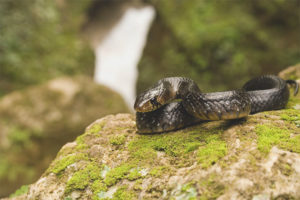 Serpiente índigo