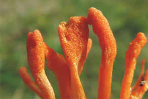 Cordyceps militar