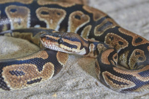 Python diraja