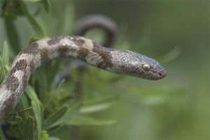 Serpent de chat