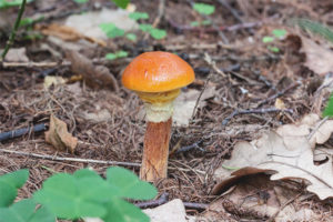 Huileur de mélèze