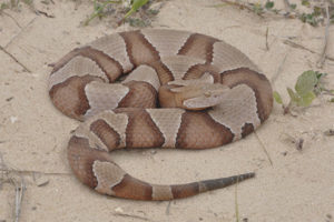 Muncung Copperhead