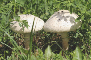 Amanita Wittadini