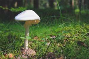 L'amanita è maleodorante