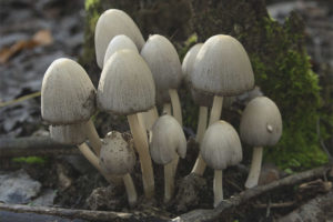 Gris Coprinus