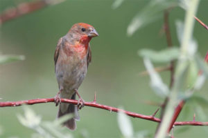 Ciuffolotto scarlatto