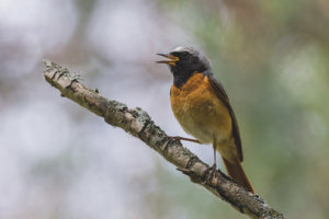 Redstart comune